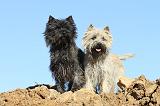 CAIRN TERRIER 317